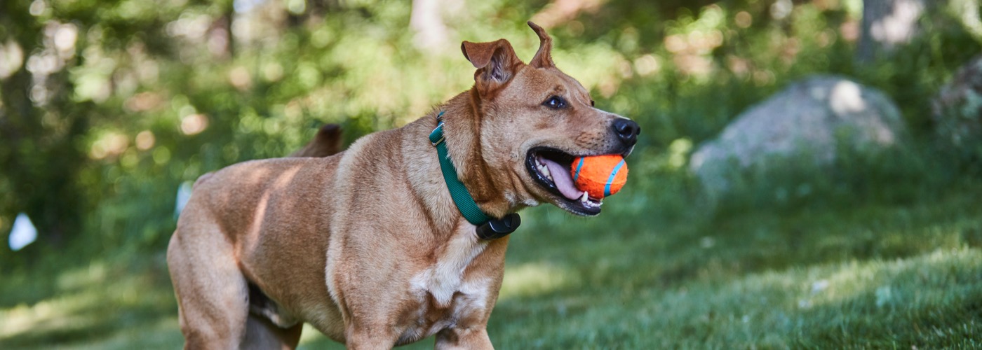 DogWatch by PetWorks, Mount Kisco, NY | ProFenceX™ Slider Image